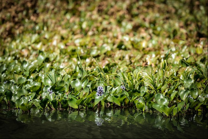 Flora y fauna en el rio Uruguay, Provincia de Entre Ríos (Argentina).
Foto: EFE/ Juan Ignacio Roncoroni
