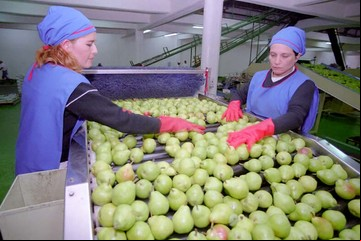 Argentina importa peras de China: qué dicen los productores locales