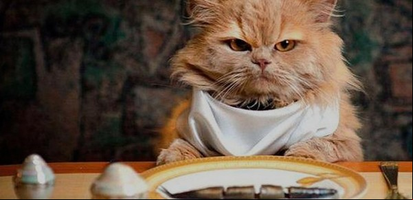 Multaron a una jubilada por alimentar al gato de su vecino que ahora no quiere volver a casa