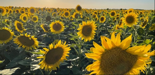 Versatilidad y tolerancia, las fortalezas de los nuevos híbridos de girasol