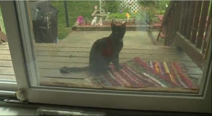 La acusada instaló una gatera en su puerta para que el felino pudiera entrar y salir a su antojo (Instagram).