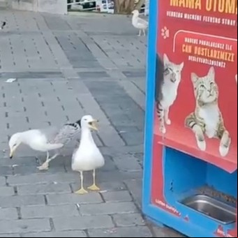 Una gaviota aprendió a maullar para obtener comida gratis de una máquina