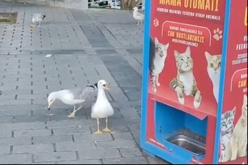 Una gaviota aprendió a maullar para obtener comida gratis de una máquina