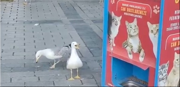Una gaviota aprendió a maullar para obtener comida gratis de una máquina