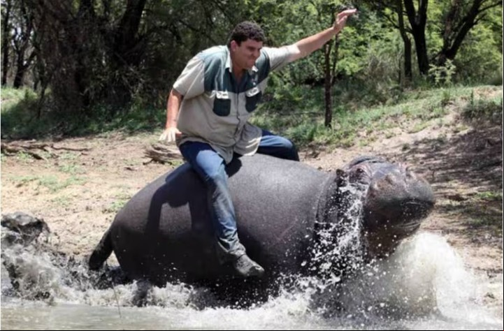 En 2011 Marius Els fue asesinado por su hipopótamo en Sudáfrica (Youtube).