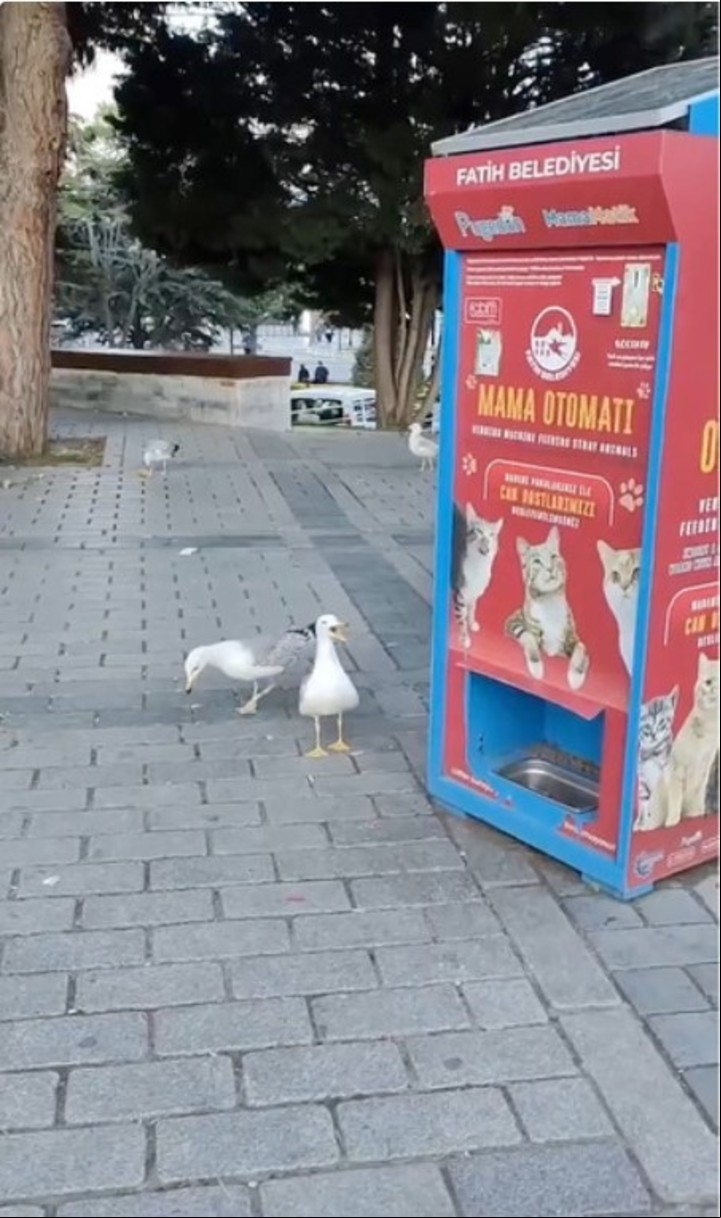 La gaviota aprendió el lenguaje felino para engañar a la máquina. Mirá el video en esta nota (aquí arriba).
