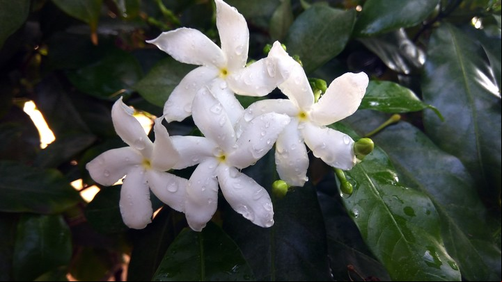 El aroma del jazmín se intensifica cuando florece con salud. Foto: Freepik.