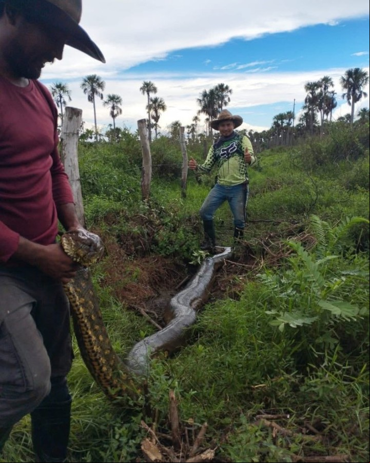 El animal no mostraba signos de agresividad ni heridas, y se encontraba en buen estado de salud (Colombia Oscura X).