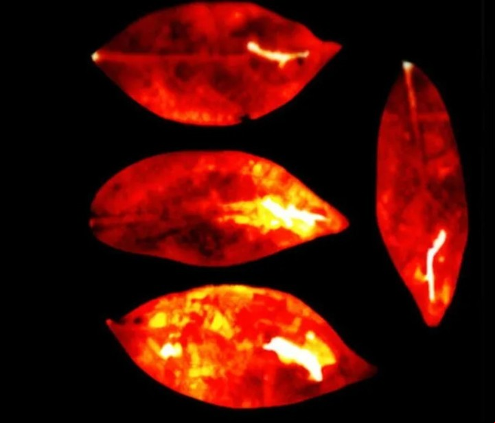 Las hojas continúan emitiendo fotones incluso después de ser separadas de la planta (Journal of Physical Chemistry).