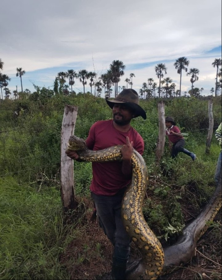 Fue reubicada en una zona protegida del mismo ecosistema, donde podrá continuar su vida sin representar un riesgo para la gente (Colombia Oscura X).