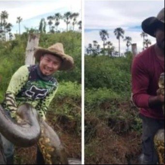 Campesinos encontraron viva una enorme anaconda de más de 10 metros 