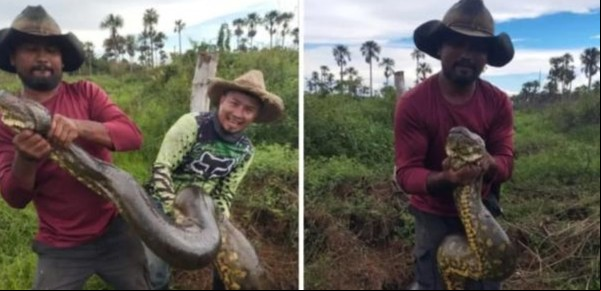 Campesinos encontraron viva una enorme anaconda de más de 10 metros 
