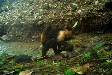 Nunca visto: un grupo de monos "aburridos" está secuestrando crías de otra especie 