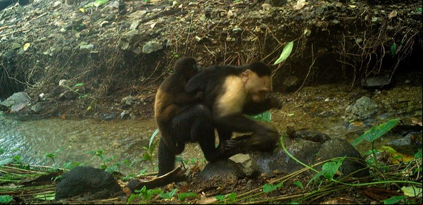 Nunca visto: un grupo de monos "aburridos" está secuestrando crías de otra especie 