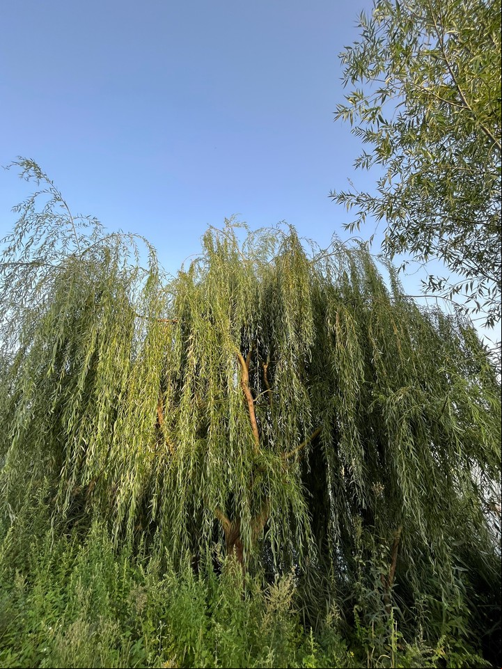 Es un árbol útil: sus ramas también sirven para crear enraizantes naturales. Foto: Unsplash.