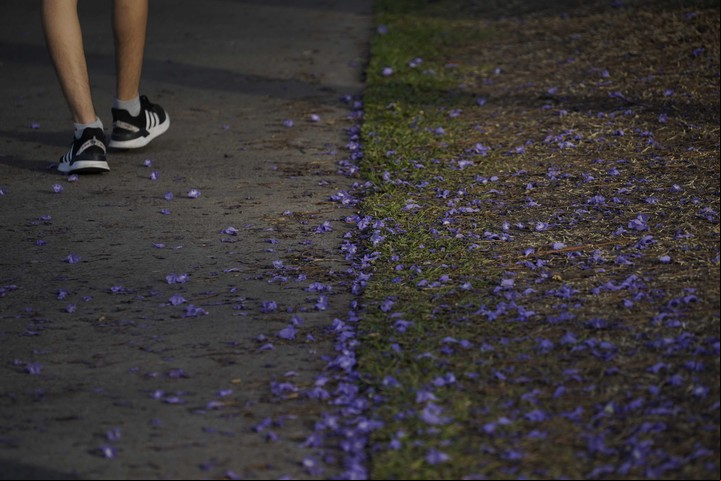 Su floración principal ocurre en noviembre, y una secundaria en febrero/marzo, pintando de color las calles. Foto: Emmanuel Fernández - Clarín.