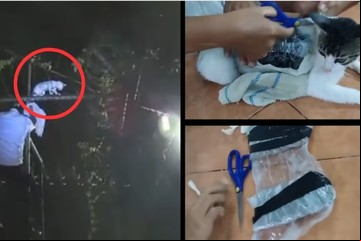 Atraparon al "narco - gato": ingresaba drogas a una cárcel de Costa Rica
