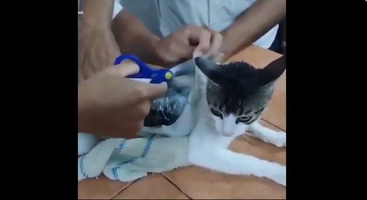 El gatito traía pegado en su cuerpo dos paquetes con droga (Captura de video).