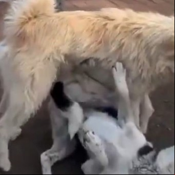 El perro "con aura" que es un fenómeno viral por sus videos frenando peleas caninas