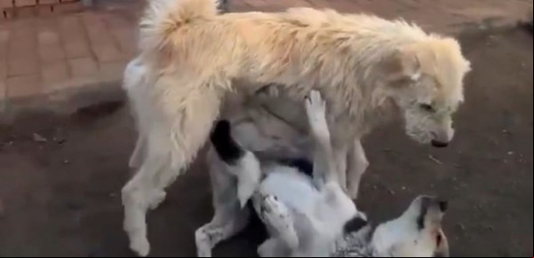 El perro "con aura" que es un fenómeno viral por sus videos frenando peleas caninas