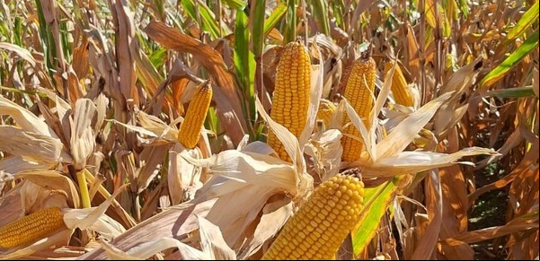 Una marca de semillas de maíz lleva todo su arsenal al Congreso Maizar 2025