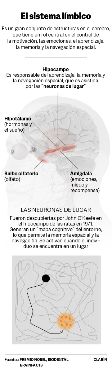 El sistema límbico y la navegación espacial