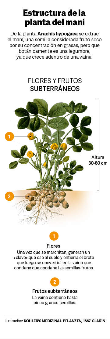 planta-mani